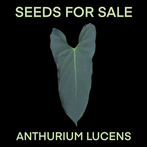 Anthurium lucens seeds