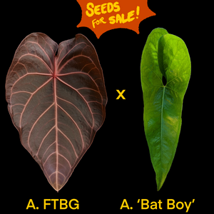 Anthurium FTBG x 'Bat Boy' seeds