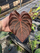 Load image into Gallery viewer, Anthurium FTBG x &#39;Bat Boy&#39; seeds
