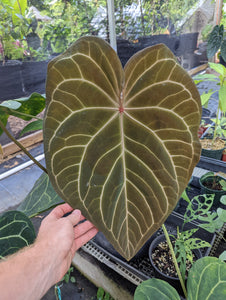 Anthurium FTBG x 'Bat Boy' seeds