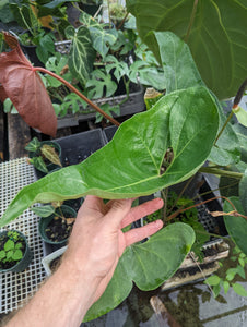 Anthurium FTBG x 'Bat Boy' seeds