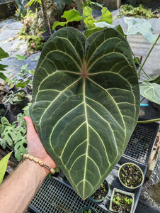 Anthurium FTBG x 'Bat Boy' seeds