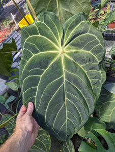 Anthurium FTBG x 'Bat Boy' seeds