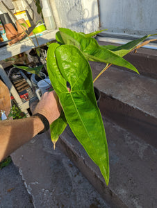 Anthurium FTBG x 'Bat Boy' seeds