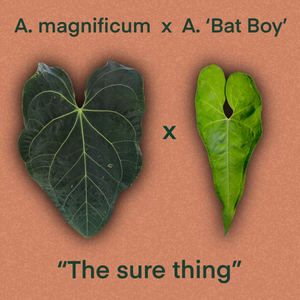Anthurium magnificum x 'Bat Boy' seeds - 'The sure thing'